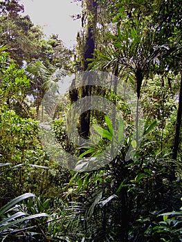 Lush vegetation on a trail in the rain forest