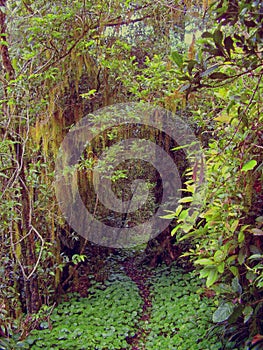 Lush vegetation on a trail in the rain forest