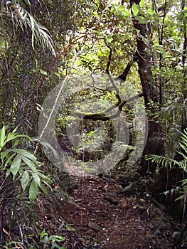 Lush vegetation on a trail in the rain forest