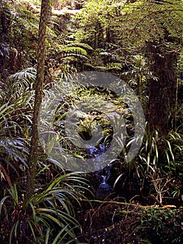 Lush vegetation on a trail in the rain forest