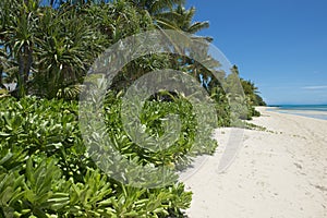 Lush vegetation on tropical beach