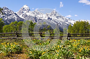 Lush vegetations under the food of snow mountain range Grand Teton photo