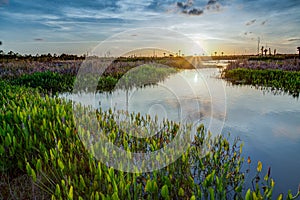 Lush Viera wetlands at sunset photo