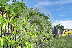 Lush vines with vibrant green leaves growing on the black metal fence of homes