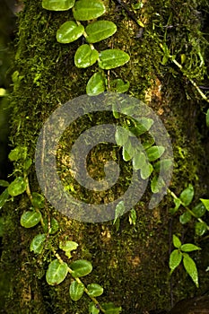 Lush vines wrap around a tree trunk in the Monteverde Cloud Forest Reserve in Costa Rica.