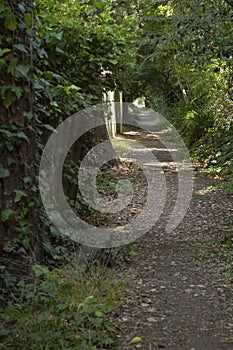 A lush walking path in morning light.