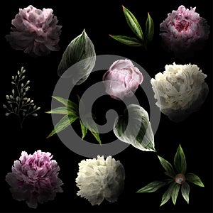 Lush watercolor flowers on the black background with deep shadows