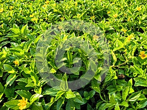 The lush Wedelia under the morning light in the park