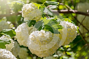 Lush white flowers of viburnum roseum