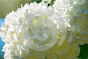 Lush white flowers of viburnum roseum