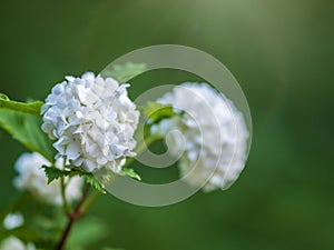 Lush white flowers of viburnum roseum with blurred background