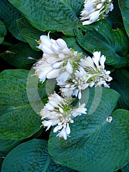 Lush white lilies large green leaves