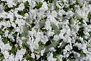 Lush white petunias in bloom in August