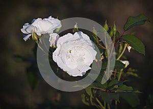 Lush White Roses