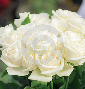 Lush white roses. Wedding bridal bouquet. Flowers for beloved