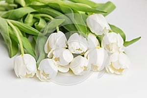 Lush White Tulips with Vivid Green Leaves. Greeting Postcard