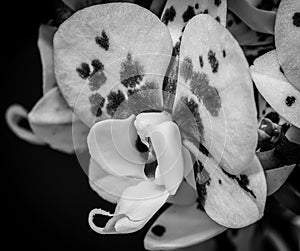 Lush white veined orchid blossom monochrome macro