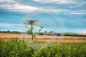 Lush Wild Giant Hogweed plant with blossom