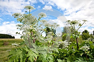 Lush Wild Giant Hogweed plant with blossom. Poisonous plant