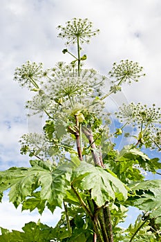 Lush Wild Giant Hogweed plant with blossom. Poisonous plant
