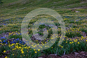 Lush wildflowers in a meadow. Colorado Rocky Mountains