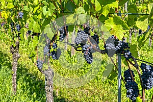 Lush wine grapes clusters hanging on the vine