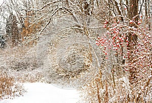 Lush winter forest with tree branches, berries and path covered