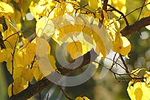 Lush yellow foliage of apricot tree backlit by soft sunlight. Warm weather, sunny day, good autumn mood.