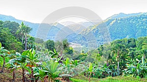 Lushful green views of trees at the mountain tops