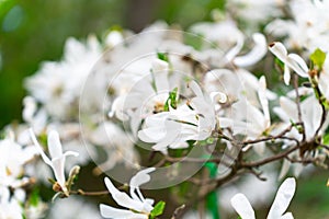 Lushly blooming Magnolia stellata or star magnolia tree in a starry spring.Magnolia stellata Siebold and Zucc. Maxim.