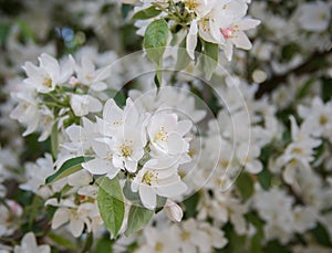 lushly flowering branches of apple trees on a warm spring day