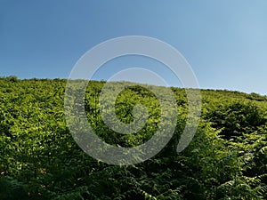 Lushy Green foilage meets bright blue sky