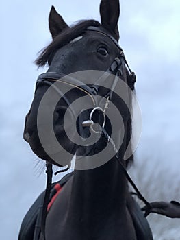 Lusitano black stallion photo