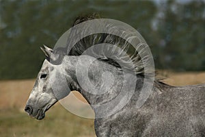 LUSITANO HORSE