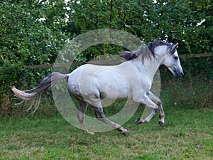 Lusitano Horse photo