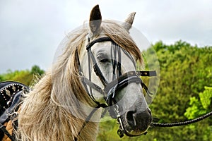 Lusitano Horse