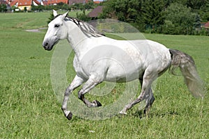 Lusitano horse