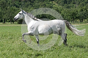 Lusitano horse