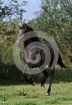Lusitano Horse, Adult Galloping through Meadow