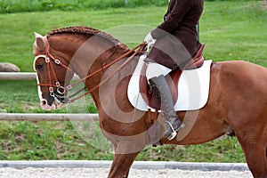 Lusitano Horse with Equestrian