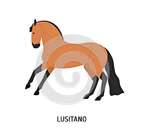 Lusitano horse flat vector illustration. Elegant Portuguese breed stallion rearing up isolated on white background