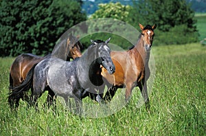 Lusitano Horse, Herd standing in Meadow