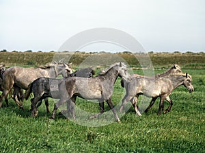 Lusitano Horse, Herd Trotting through Meadow