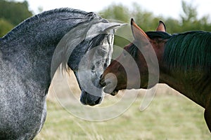 LUSITANO HORSE, HORSES SMELLING EACH OTHER