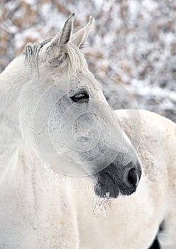 Lusitano horse pictured during a winter snowfall