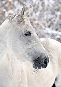 Lusitano horse pictured during a winter snowfall photo