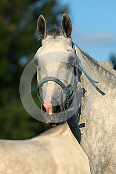 Lusitano horse portrait