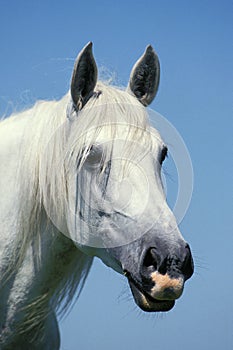 Lusitano Horse, Portrait of Adulte photo