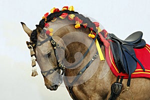 Lusitano horse portrait in horse show