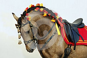 Lusitano horse portrait in horse show photo